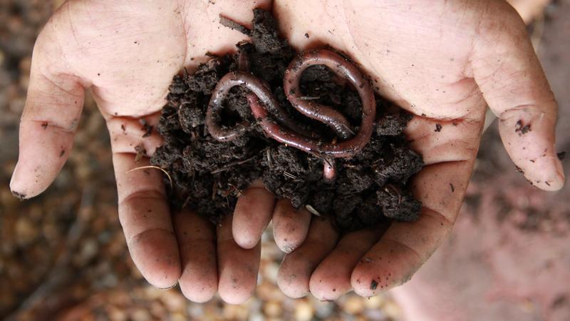 Worm Rch Roaches Are Smarter Than Earthworms | Bible Teaching Notes